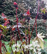 botanischer garten herbs 180