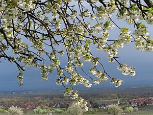 mandelbluete bluete 300