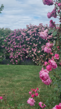 rosen2
